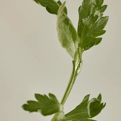 Beauty of Joseon Matte Sun Stick Mugwort & Camelia SPF50+ Αντηλιακό Stick Προσώπου & Σώματος, 18g